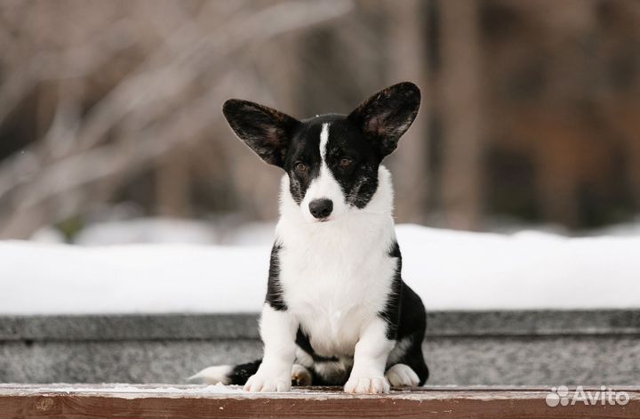 Щенки корги, питомник