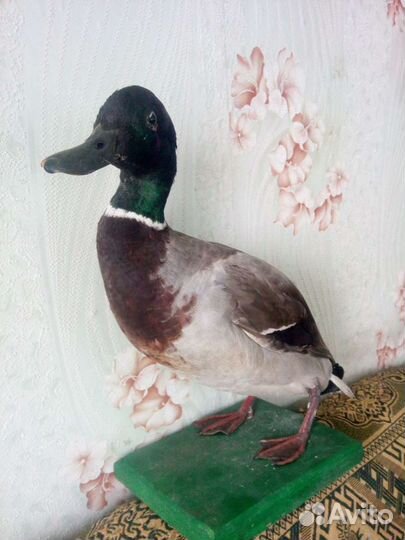 Чючела селезней