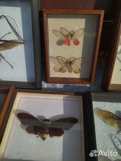 Большие насекомые в рамке стекле