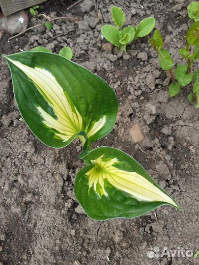 Хоста сортовая Whirlwind (вихрь)