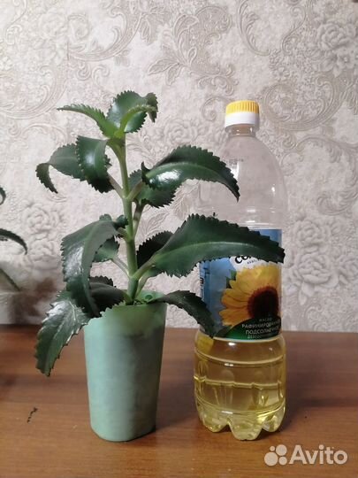 Коланхоэ лечебное