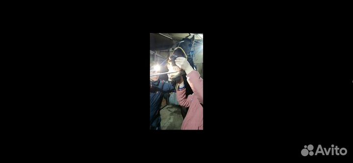 Узи животным/ лечение лошадей