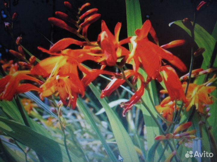 Монтбреция Маки восточные Дицентра