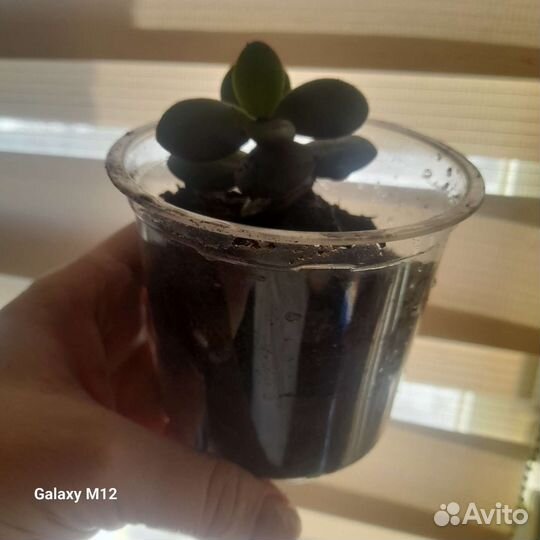 Толстянка денежное дерево