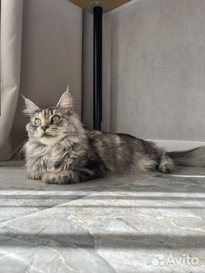 Кошка Мейн-Кун