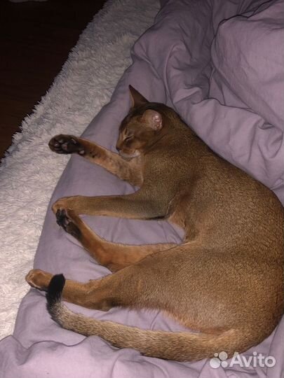 Абиссинский кот вязка