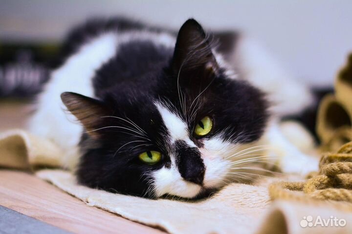 Молодой кастрированный котик