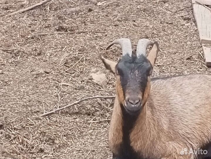 Козье молоко