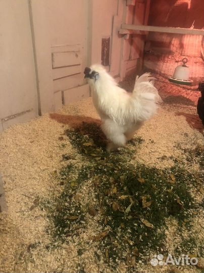 Цыплята китайский шелковый абориген кша