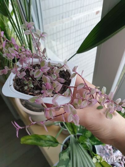 Каллизия розовая пантера