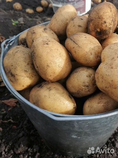 Продам картофель