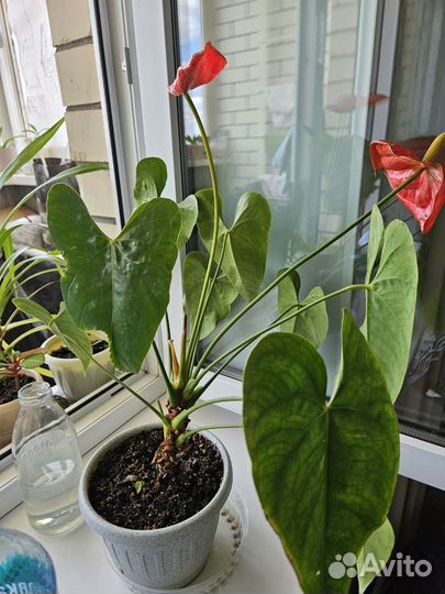 Домашние цветы