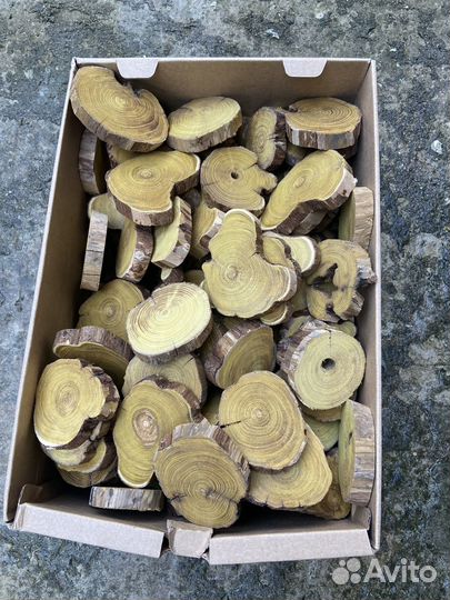 Спилы можевельника