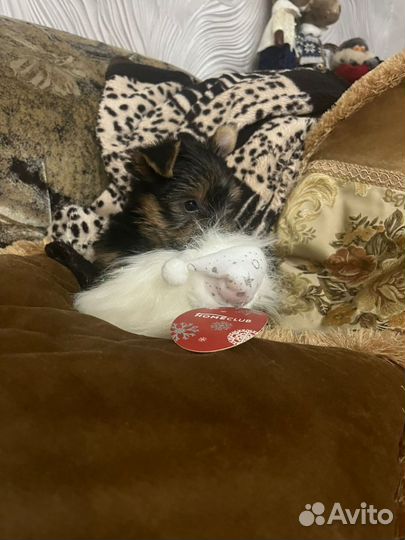 Йоркширский терьер