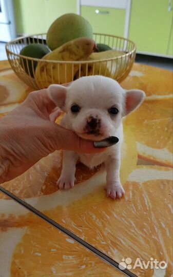 Чихуахуа мини
