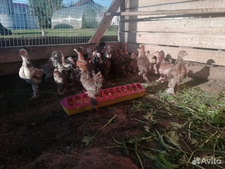 Цыплята фавероль