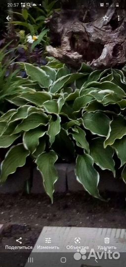 Хоста растение