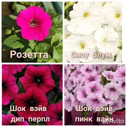 Рассада петунии