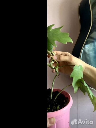 Филодендрон лучистый