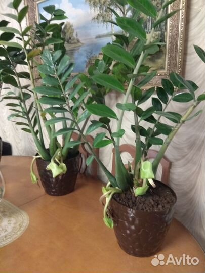 Замиокулькас