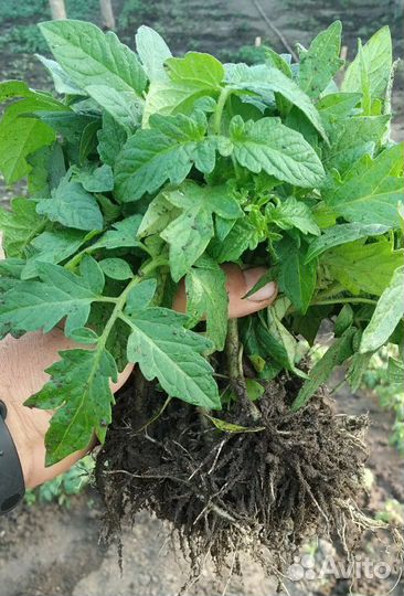 Рассада томата, перца, баклажана