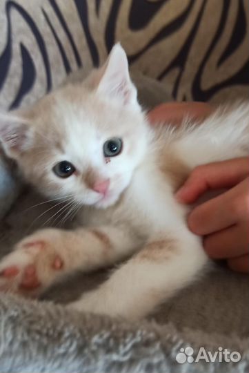 Бесплатно котёнок