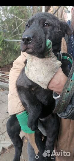 Собака немецкий шарпей