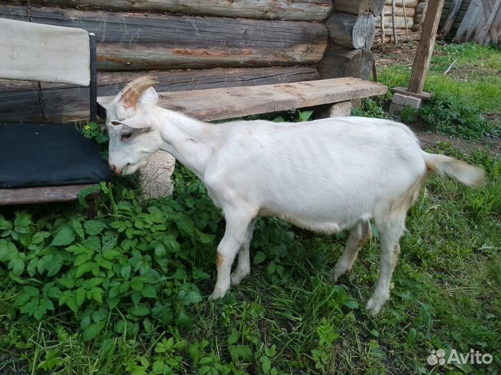 Козёл (семенной)от заана и дойной козы