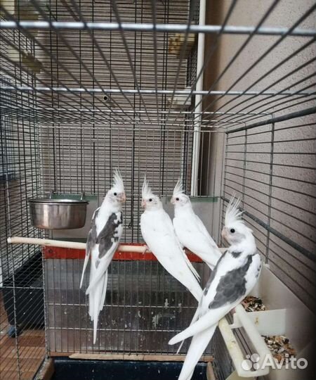 Попугай корелла