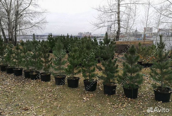 Сибирский кедр экстра класс. Саженцы