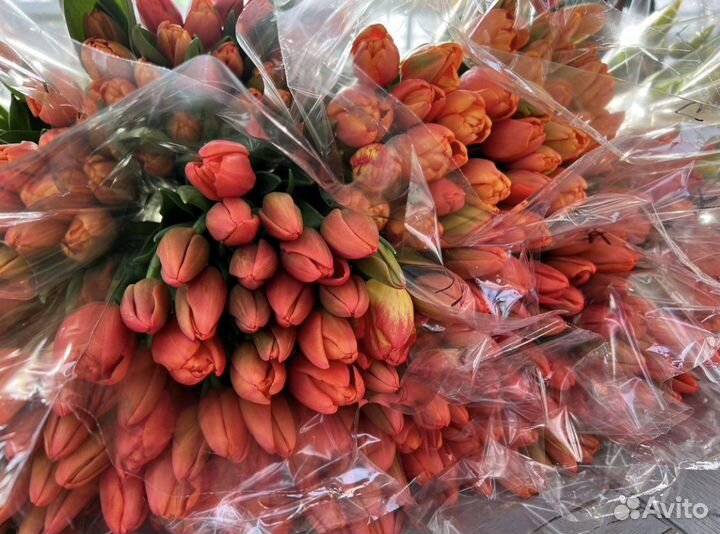 Тюльпаны к 8 марта от производителя