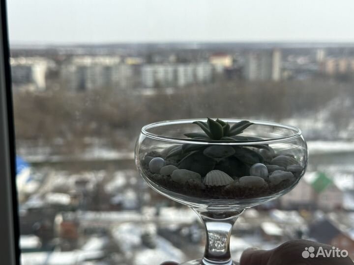 Флорариум из суккулентов