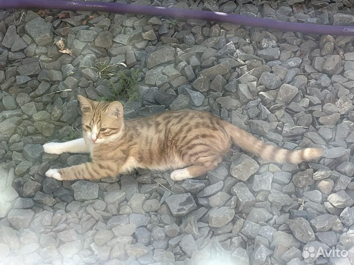 Кошка в дар