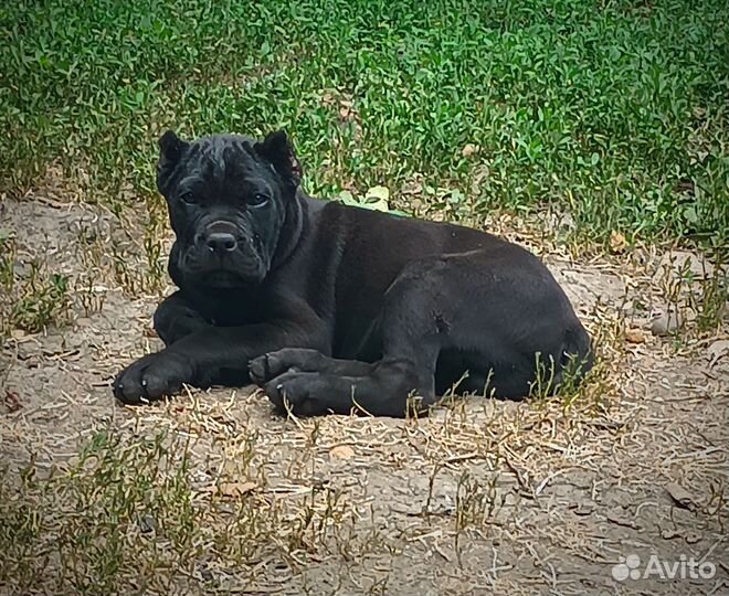 Кане Корсо РКФ