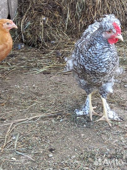 Молодые петухи