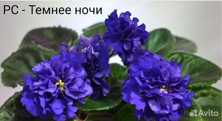 Фиалка. Лист срез