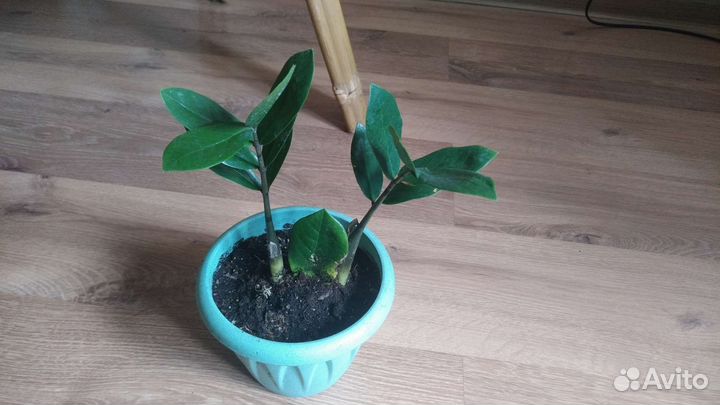 Много растений