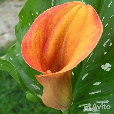 Каллы луковицы сорта Манго, Пикассо, Белая, и др