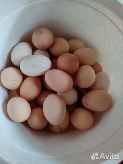 Яйца породы брама
