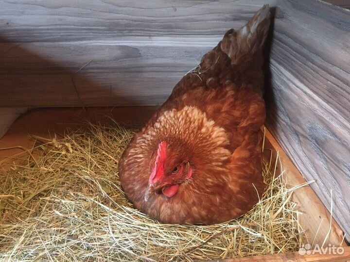 Домашние куриные яйца