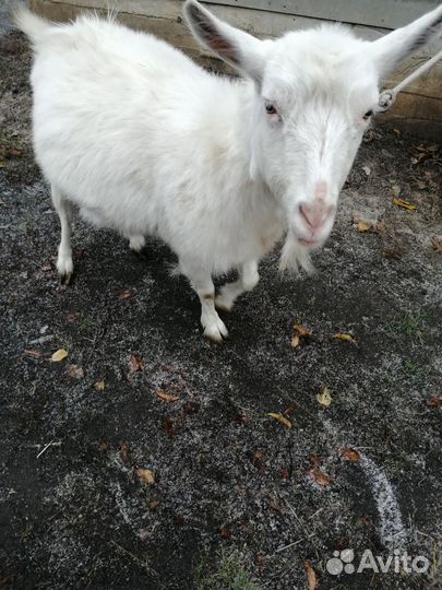 Коза дойная