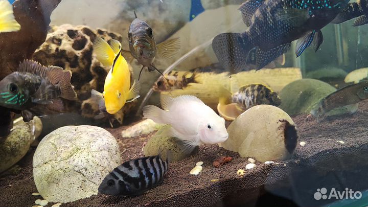 Аквариумные рыбки