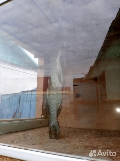 Сушилка для рыбы