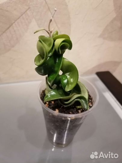 Хойи разные