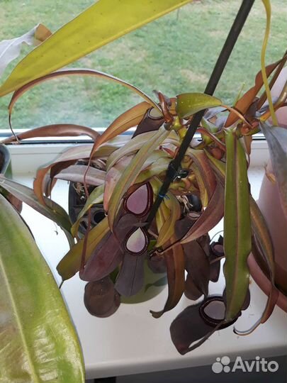 Непентес, хищное растение в горшке