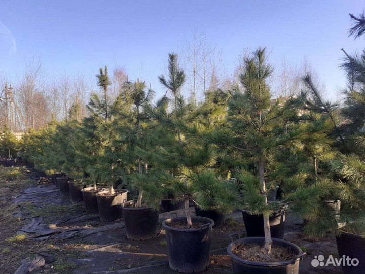 Кедр сибирский