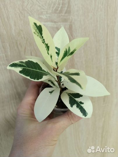Редкие взрослые сортовые фикусы