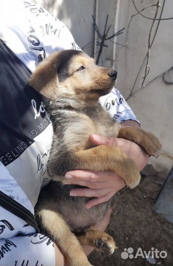 Щенки, возраст 2 месяца, в добрые руки