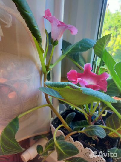 Глоксиния цветущая