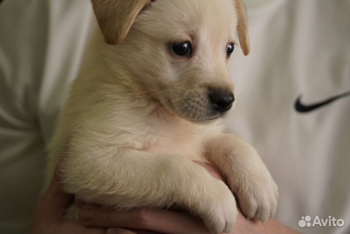 Щенки лабрадора